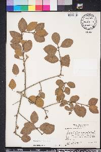 Quercus myrtifolia image