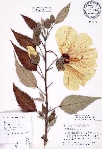 Hibiscus moscheutos image