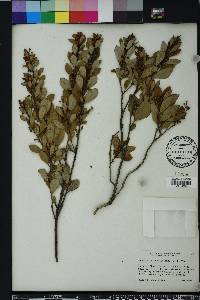 Lyonia fruticosa image