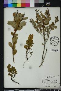 Lyonia fruticosa image