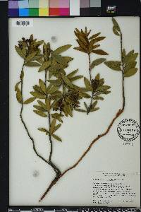 Oxydendrum arboreum image