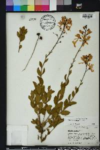 Bejaria racemosa image