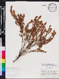 Kalmia hirsuta image