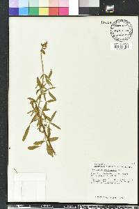 Crotalaria trichotoma image