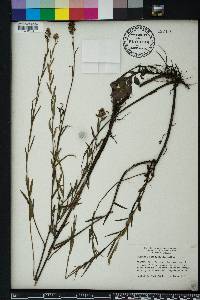 Ludwigia suffruticosa image