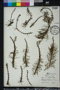 Myriophyllum heterophyllum image