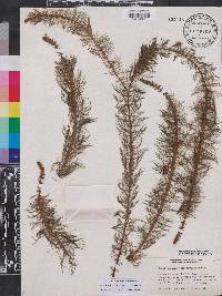 Myriophyllum heterophyllum image