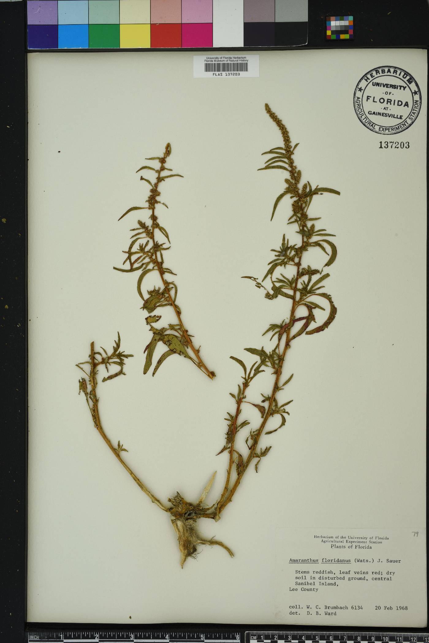 Amaranthus floridanus image