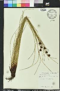 Schoenus nigricans image