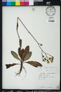 Hieracium megacephalon image