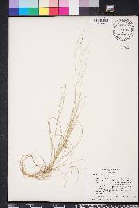 Aristida oligantha image