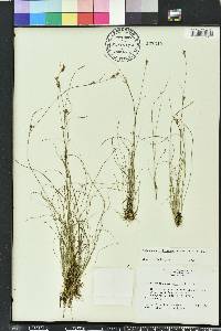 Rhynchospora divergens image