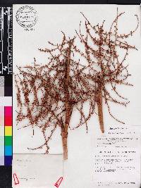 Sabal etonia image