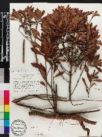Myrica cerifera image
