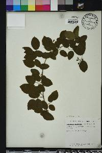 Berchemia scandens image