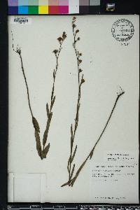 Ludwigia maritima image