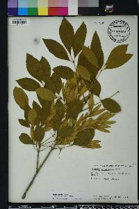 Fraxinus caroliniana image