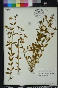 Sabatia calycina image