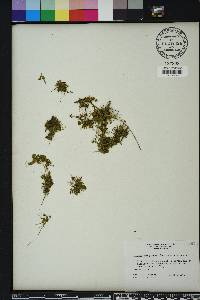 Micranthemum glomeratum image