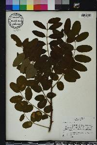 Robinia hispida image