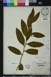 Leucothoe axillaris image