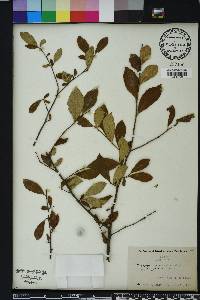 Styrax americanus image