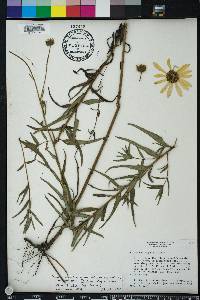 Helianthus angustifolius image