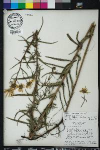 Helianthus angustifolius image