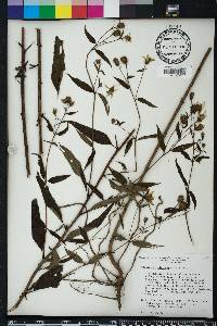 Helianthus microcephalus image