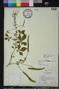 Gynandropsis gynandra image