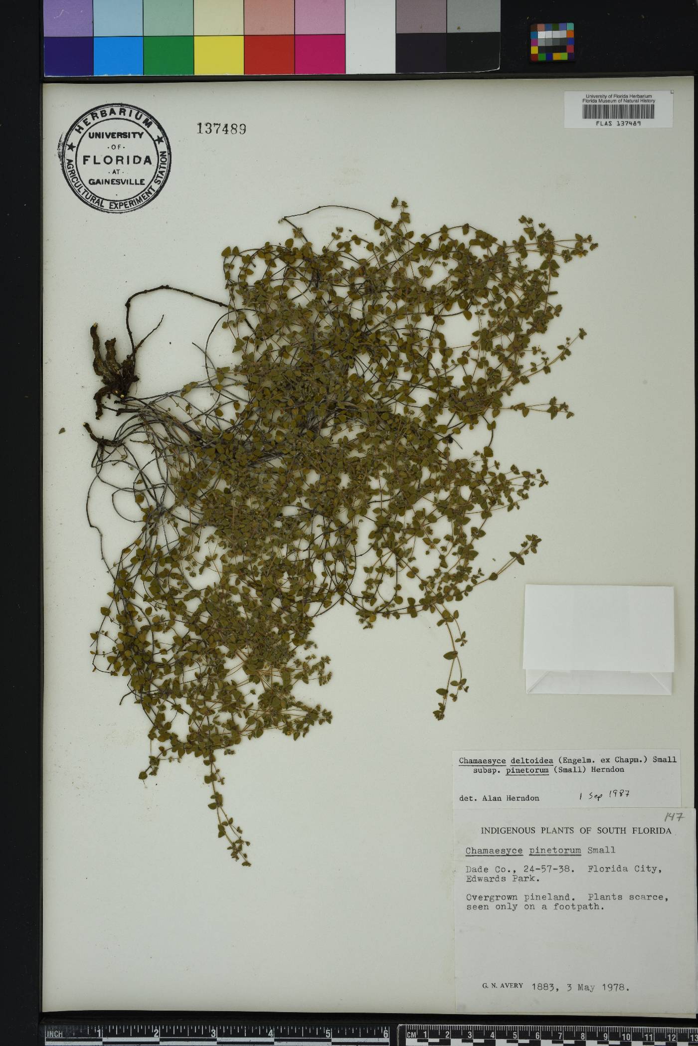 Chamaesyce pinetorum image