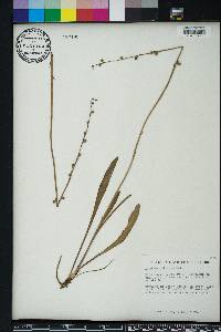 Lobelia paludosa image