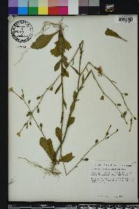 Nicotiana plumbaginifolia image