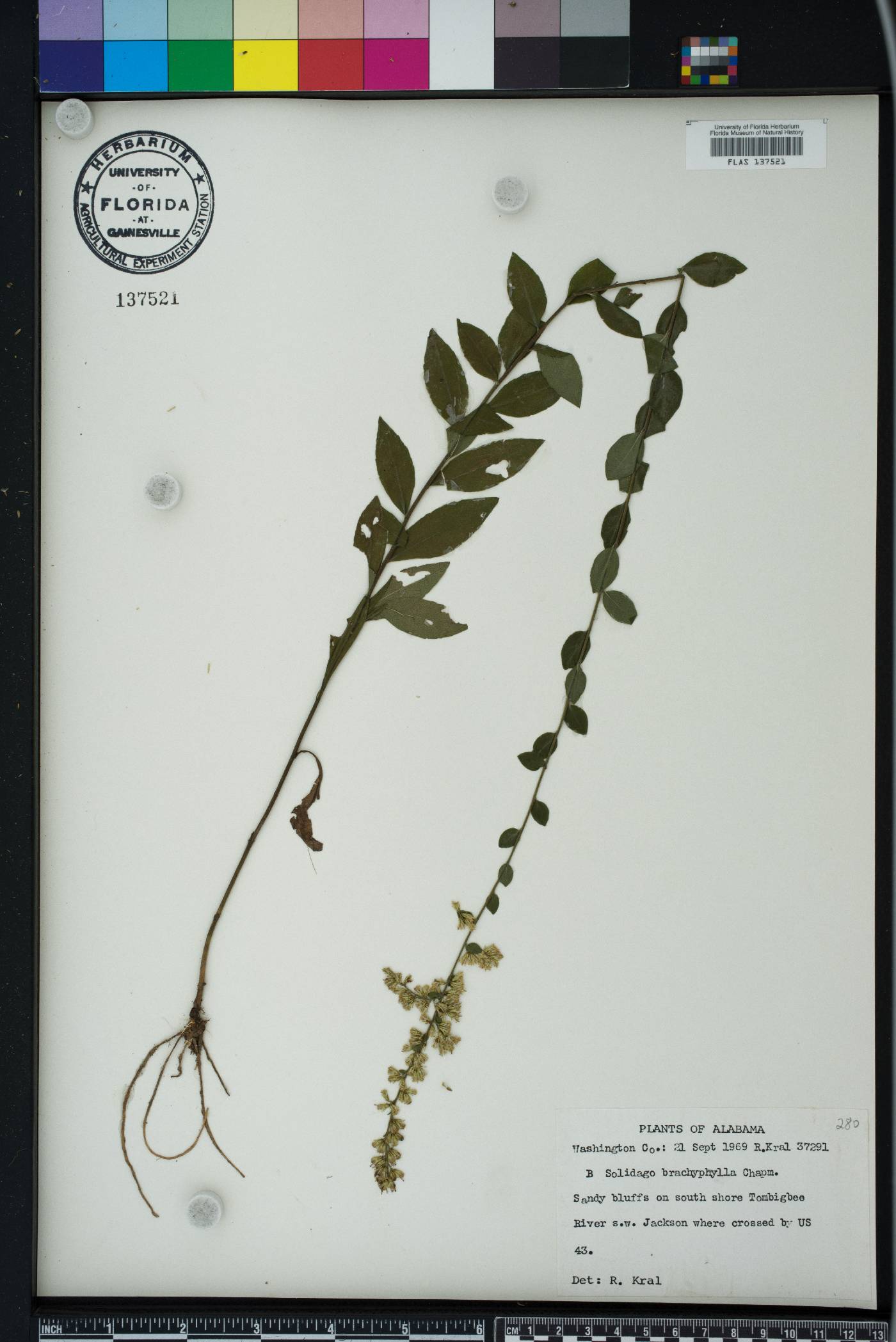 Solidago brachyphylla image