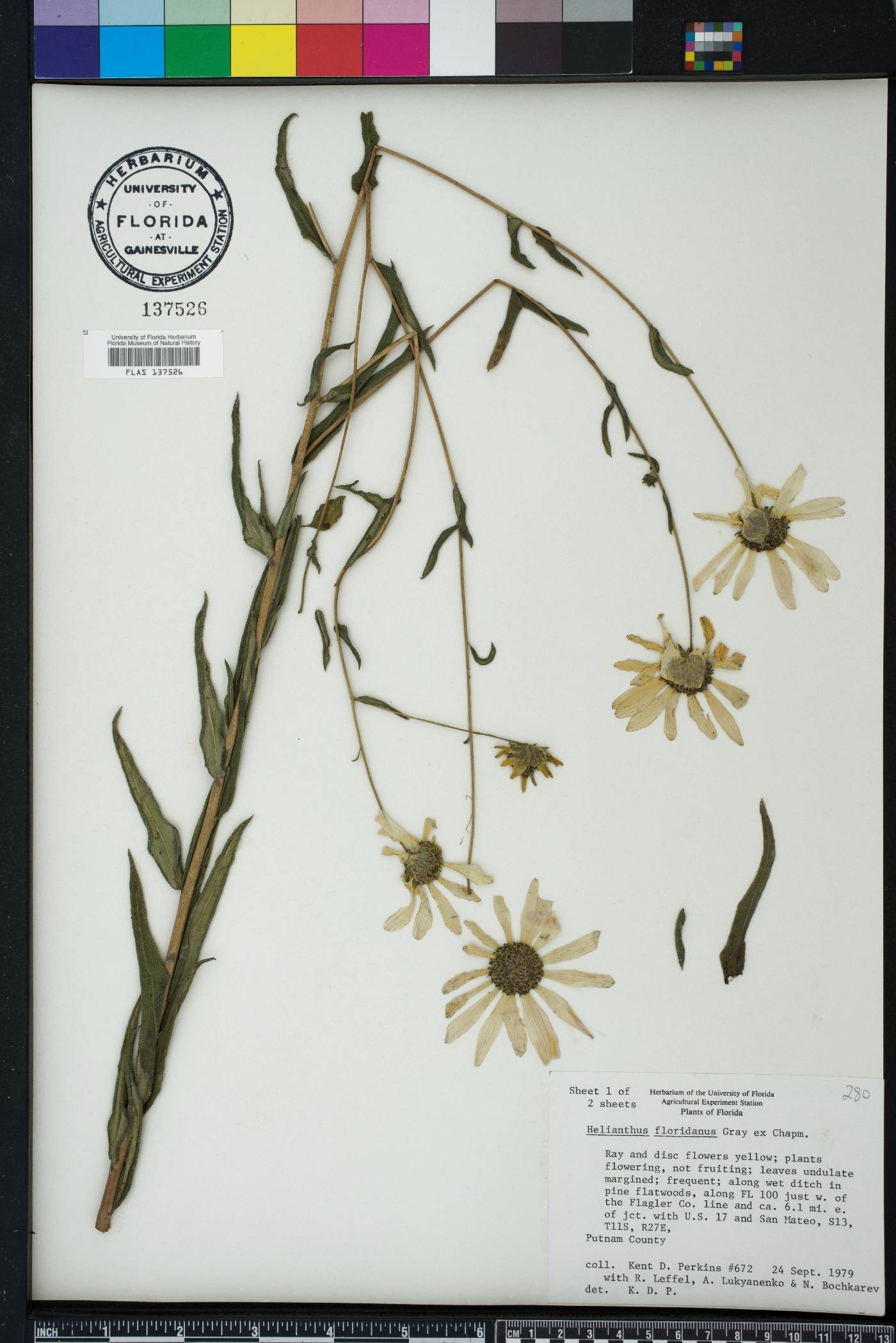 Helianthus floridanus image