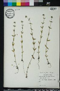 Hedyotis uniflora image