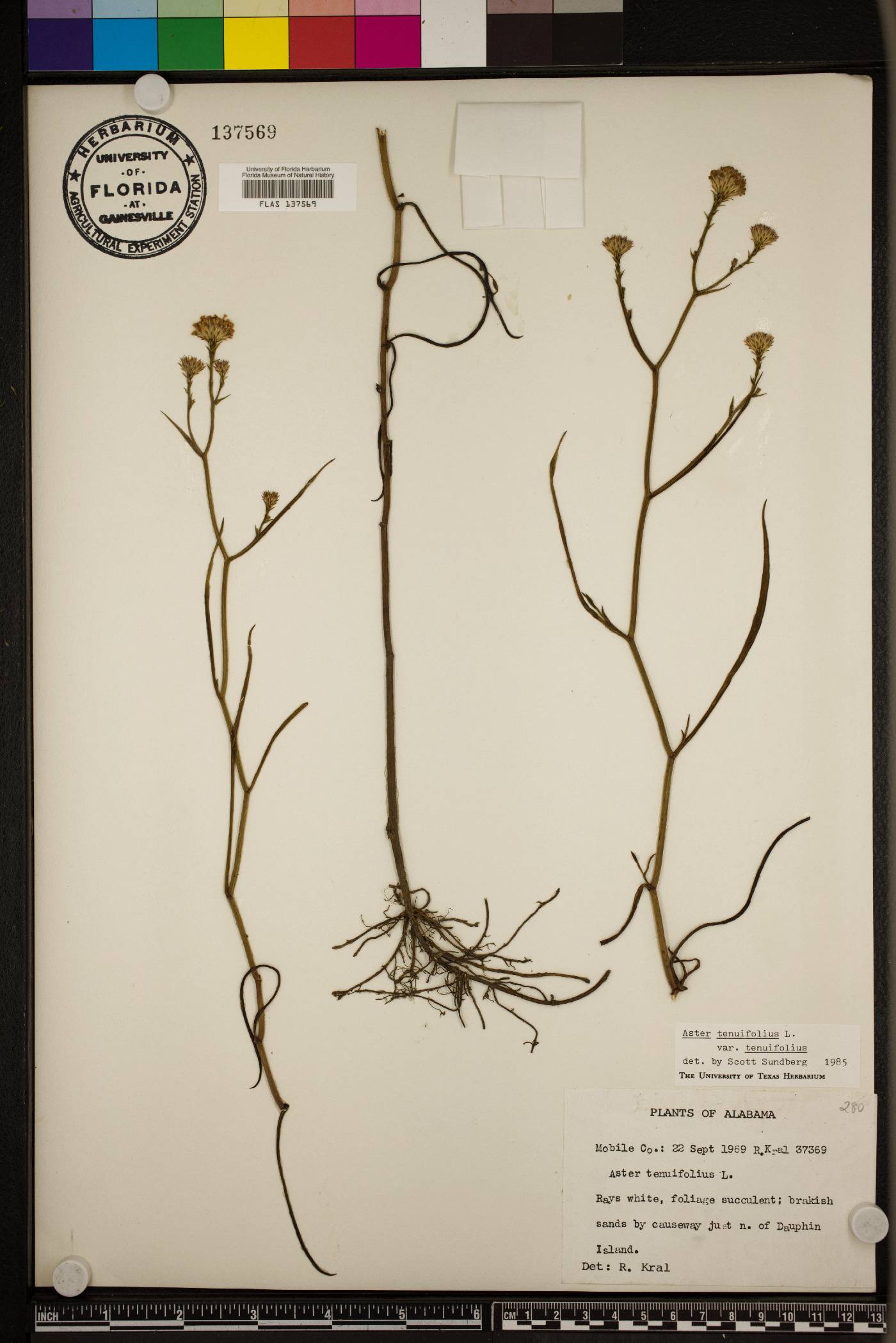 Symphyotrichum tenuifolium image