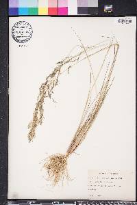 Eragrostis bahiensis image