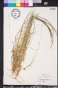 Aristida purpurascens image