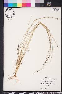 Aristida basiramea image