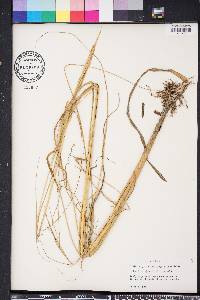 Spartina alterniflora image