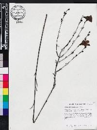 Agalinis linifolia image