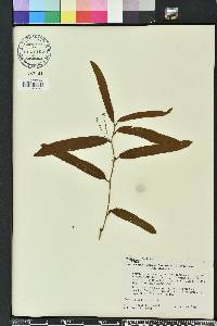 Smilax laurifolia image