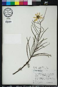 Helianthus angustifolius image