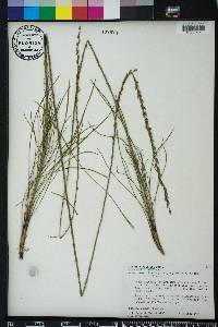 Liatris tenuifolia image