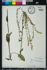 Solidago arguta var. boottii image