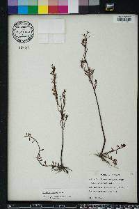 Ludwigia linifolia image