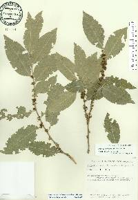 Drypetes lateriflora image