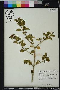 Duranta erecta image