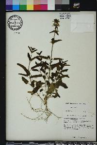 Stachys floridana image